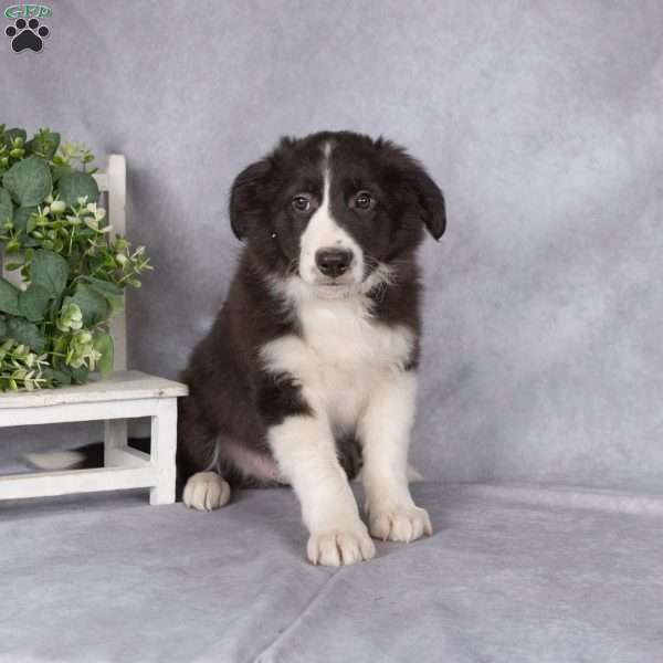 Benji, Border Collie Puppy